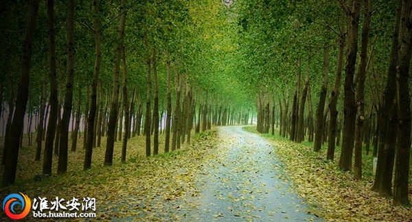 古庄牛林荫道.jpg