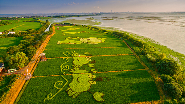 莲花岛 稻梦空间彩稻田.jpg