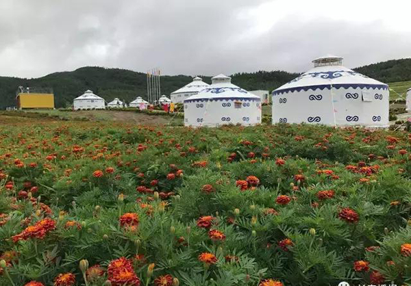 花海4.jpg