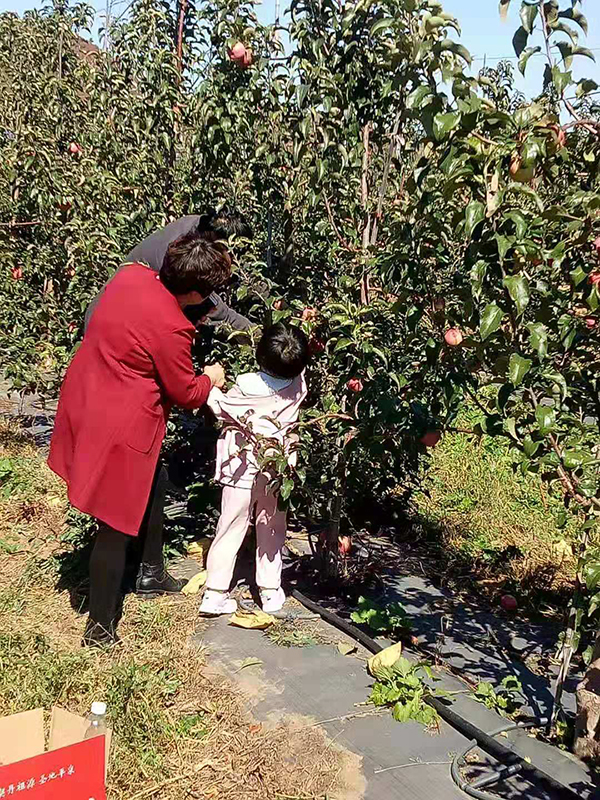 水果采摘.jpg