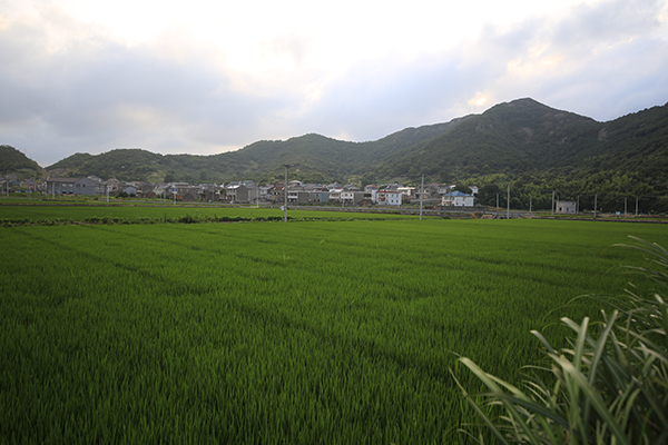旭拱岙千亩稻田.jpg