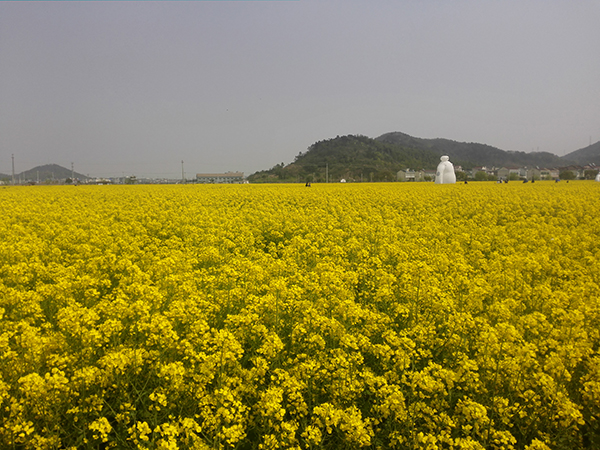 碶头陈油菜花基地.jpg