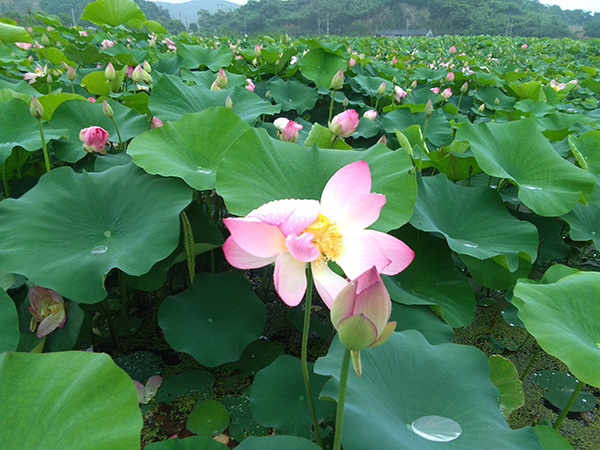 高泥村里海荷塘.jpg