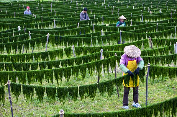 茅洋苔菜飘香.jpg