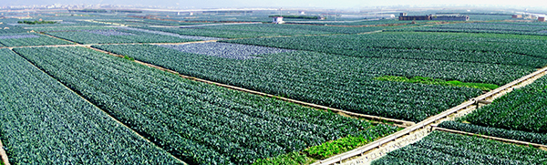 大塘万亩蔬菜基地.jpg
