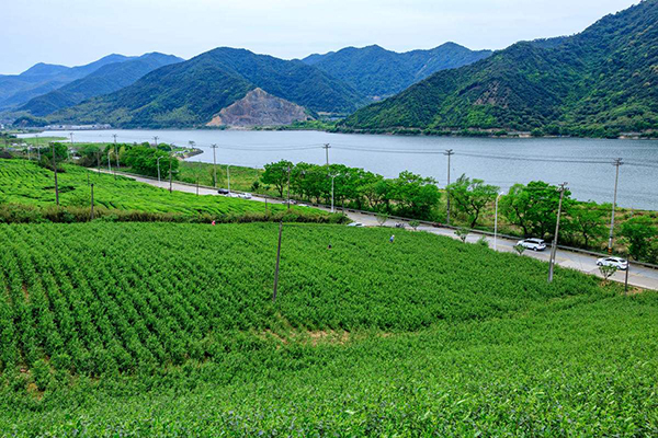 柯青农场茶山.jpg