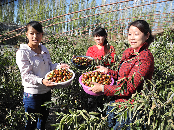 大棚冬枣喜获丰收.jpg