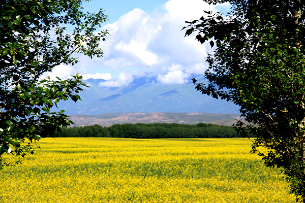 七十七团观光农业--油菜花盛景（ 宋红花 摄） .jpg