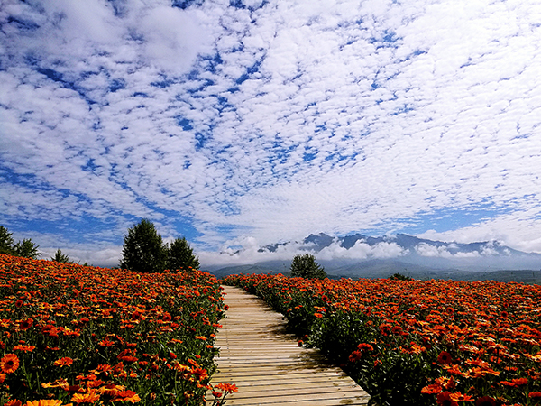 花海景色.jpg