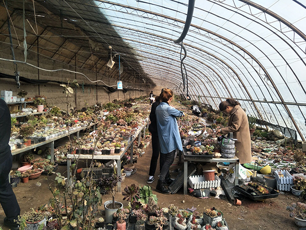 多肉植物园1.jpg