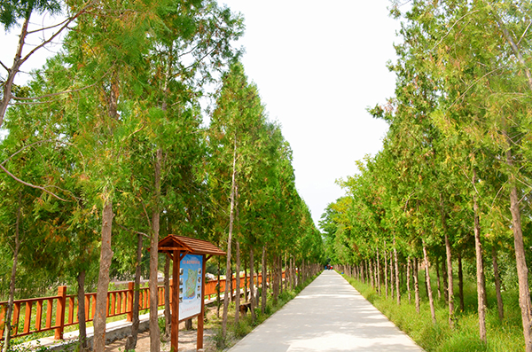 2沿黄林荫道.jpg