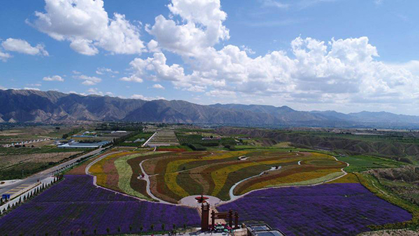 凤园花海全景图.jpg