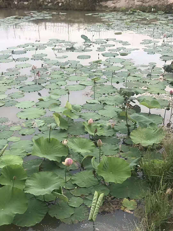 荷塘一隅.jpg