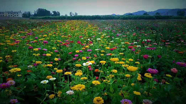 花海一角.jpg