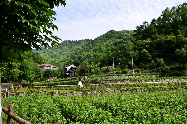 生如夏花.jpg
