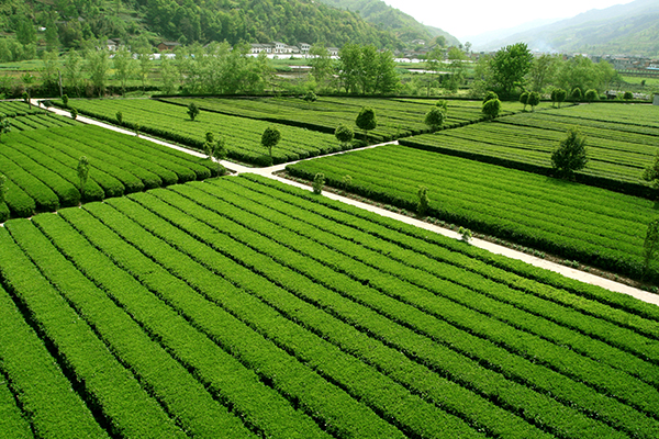20、高标准有机茶园.jpg