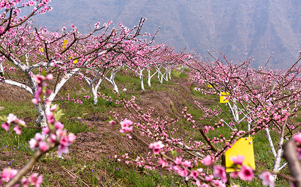 桃园景色（桃花朵朵） (3).jpg