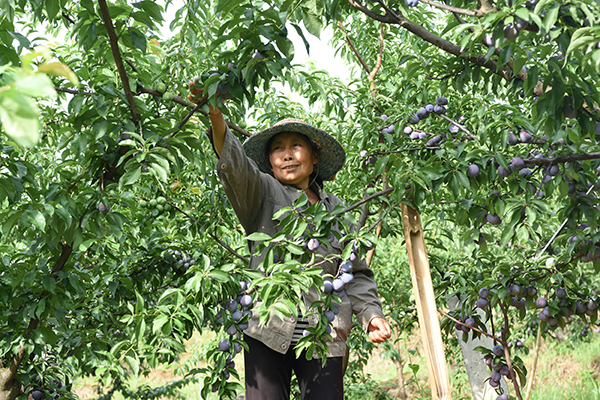喜获丰收（采摘工人） (4).jpg