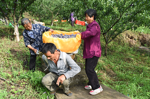 喜获丰收（采摘工人） (5).jpg