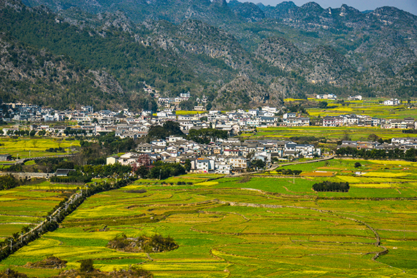 春季油菜花.jpg