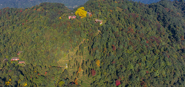 蒙顶山茶文化系统核心区.jpg