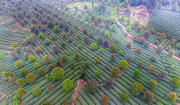茶园风光.jpg