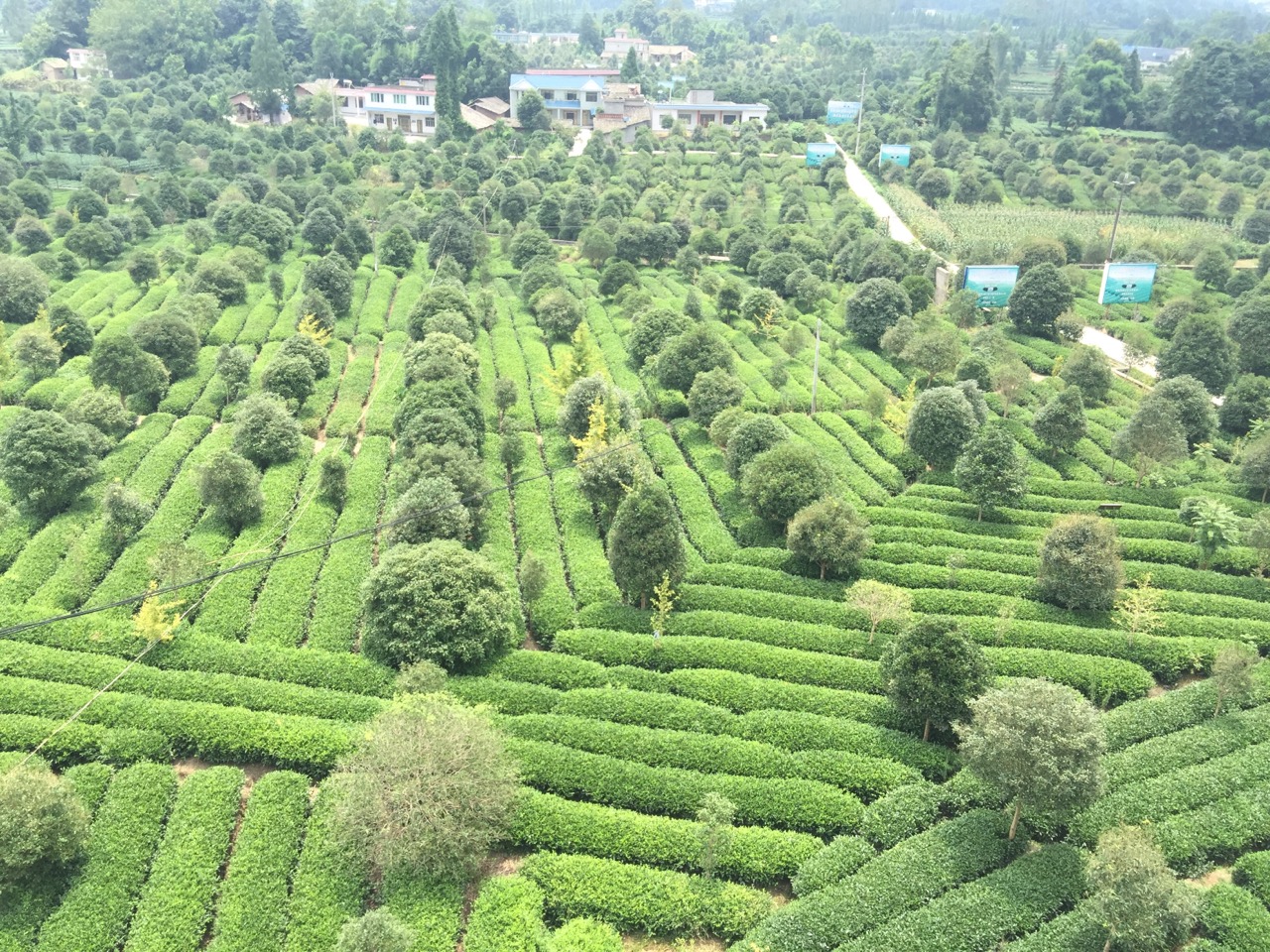 红草坪茶园名贵树木.png