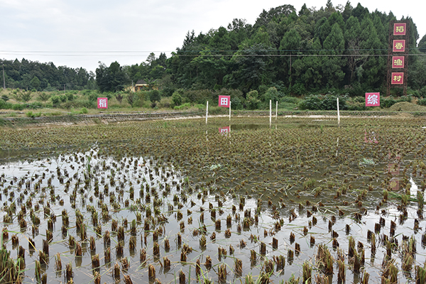稻香鱼村5.jpg