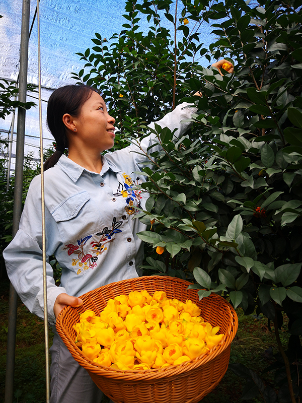 金花茶采摘.jpg