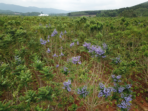 蓝花楹林.jpg