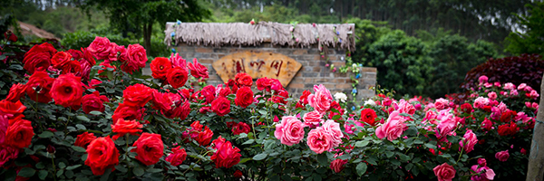 花雨湖玫瑰花园.jpg