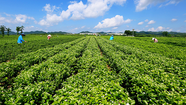 中华茉莉园－茉莉花基地.jpg