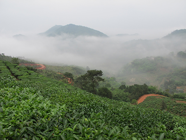 圣种茶园云景.jpg