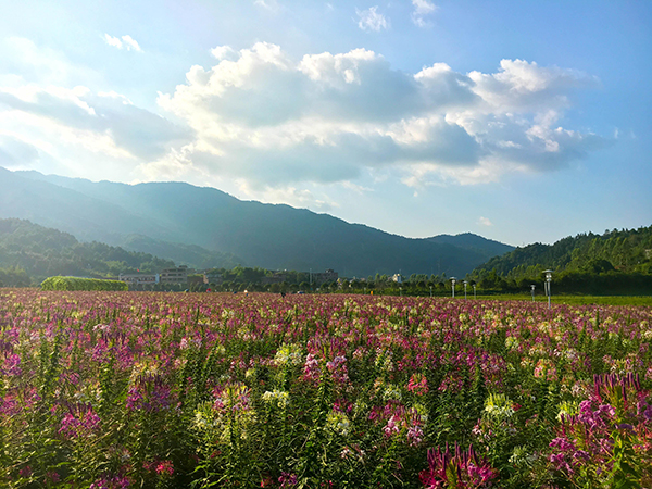 黄姚花海.jpg