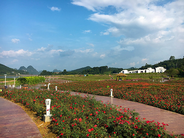 黄姚花海－玫瑰.jpg