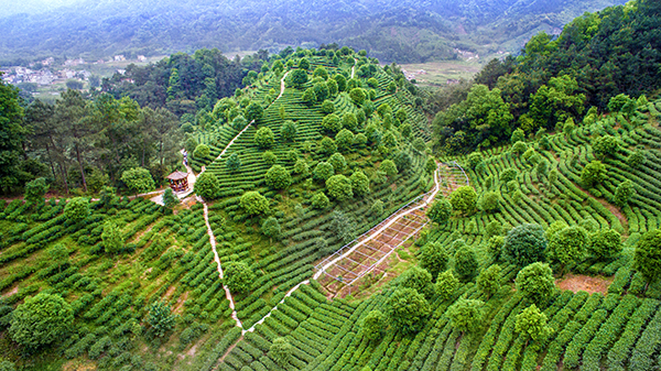 故乡观光茶园-1.jpg