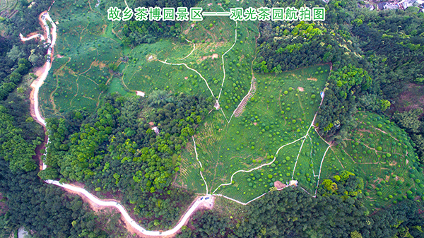 故乡观光茶园航拍图.jpg