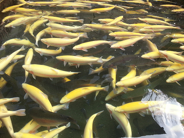 冷水鳟鱼.jpg