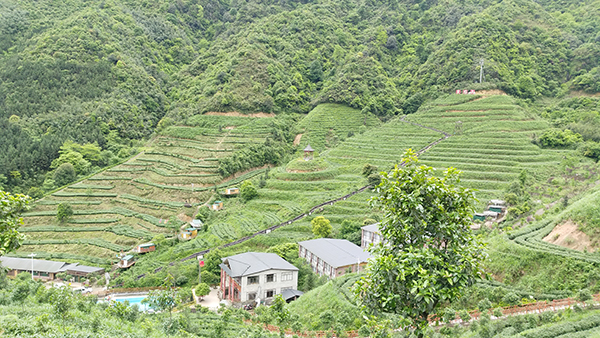 皇后山茶园风光.jpg
