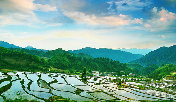 欧家梯田春景.jpg