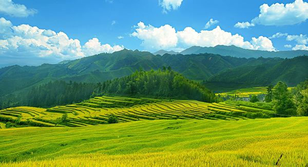欧家梯田秋景.jpg