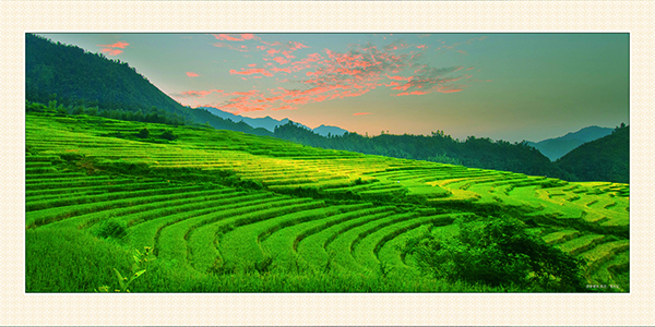 欧家梯田夏景.jpg