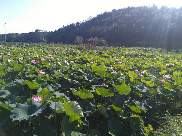 荷花池.jpg