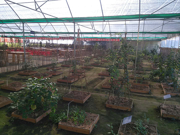 中医药文化园的常见中药.jpg