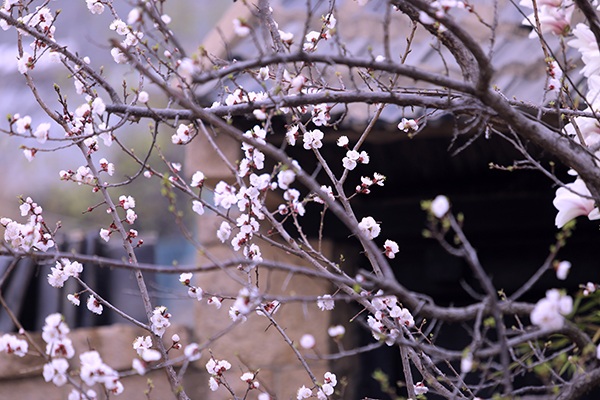 村内花景.jpg