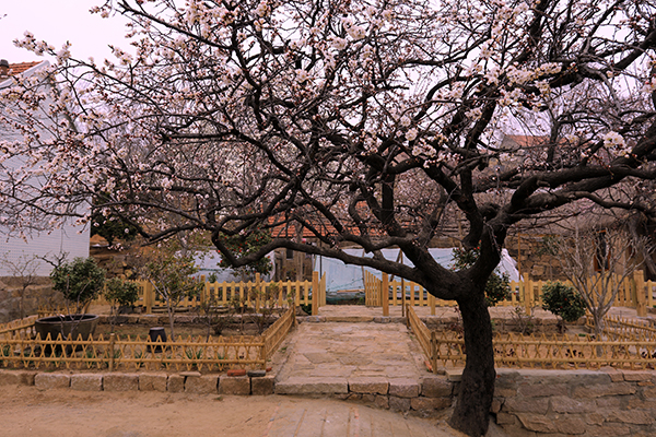 篱笆小院.jpg