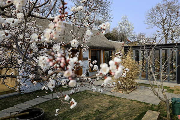 庭院桃花.jpg