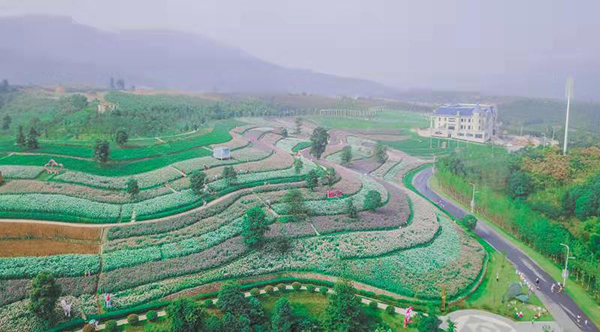 观赏植物园.jpg