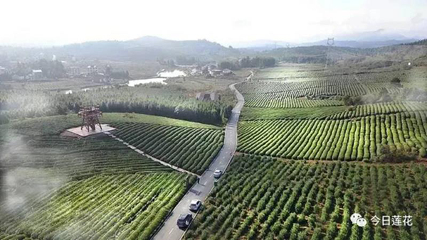 茶园全景.jpg