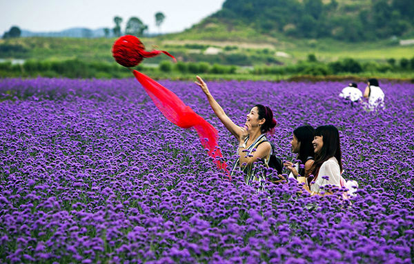 马鞭草园2.jpg